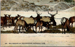 Yelowstone National Park Elk Feeding - USA Nationalparks