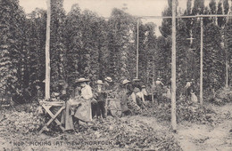 HOP PICKING AT NEW NORFOLK - Altri & Non Classificati