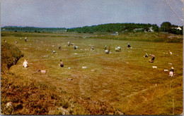 Massachusetts Cape Cod Cranberry Bog At Picking Time 1953 - Cape Cod