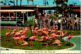 California San Diego Zoo Flamingos And Tour Bus - San Diego