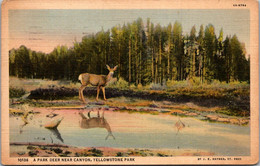 Yellowstone National Park A Park Deer Near Canyon 1938 Curteich - Parques Nacionales USA