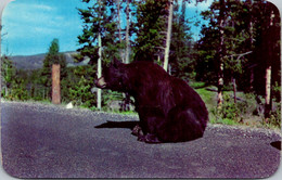 Yellowstone National Park Bear Beggar - USA Nationalparks