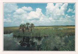 A20433 - FLORIDA THE EVERGLADES SWAMP LES MARAIS DES EVERGLADES NATIONAL PARK USA UNITED STATES OF AMERICA - Parques Nacionales USA