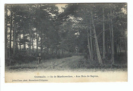Oostmalle - In De Mastbosschen - Aux Bois De Sapins  1907 - Malle