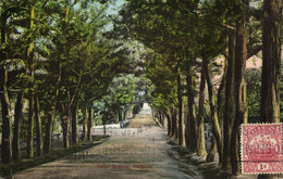 Bermuda, HAMILTON, Cedar Avenue (1925) Postcard - Bermuda