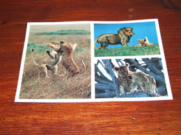 55154-                    AFRICAN WILDLIFE, LIONS - Lions