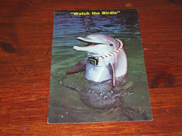 55164-                      FLORIDA, DOLPHIN TAKING PHOTOS   "WATCH THE BIRDIE" - Dolphins