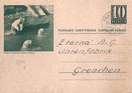 PK 193  "Basel - Zoologischer Garten - Eisbären"  Saas Grund       1965 - Enteros Postales