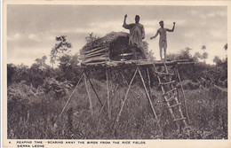 Cpa-afr- Sierra Leone - Reaping Time-scaring Away The Birds From The Rice Fields - Raphael Tuck & Sons N°4 Serie 6 - Sierra Leone