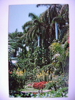 Florida St. Petersburg - Royal Palms, Colorful Flowers In Sunken Gardens - 1960s - St Petersburg