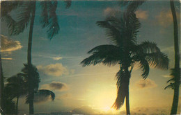 Beautiful Palms Silhouetted Against A Florida Sunrise - West Palm Beach