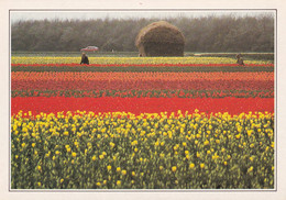 A20437 - ZUID HOLLAND TULPENCULTUUR IN DE BUURT VAN LISSE CHAMPS DU FLEURS HOLLANDE NEDERLAND NETHERLANDS TULIP FIELD - Lisse