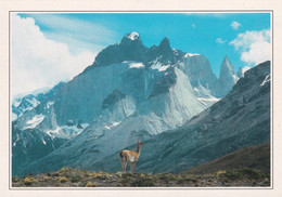 A20501 - PARQUE DEL PAINE GUANACO FRENTE A LOS ANDES DE PANTAGONIA PARC NATIONAL DE PAINE DANS LES ANDES DE PATAGONIE - Chili