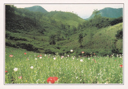 A20520 - DOI THAT POPPY FIELD LE CHAMP DE PAVOTS THAILANDE THAILAND - Thaïlande