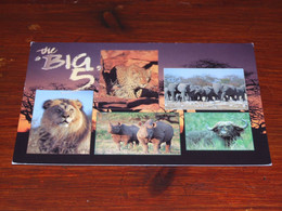 55178-                             SOUTH AFRICA, THE BIG 5  / DIEREN / ANIMALS / TIERE / ANIMAUX / ANIMALES - Koeien