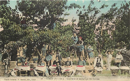 - Pyrenées Orientales -ref-C193- Ceret -cueillette Et Emballage Des Cerises - Arboriculture - Metiers - Carte Colorisée - Ceret