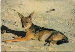 Zambie  -  African  Wild  Life  Silver  Backed Jackal - Sambia