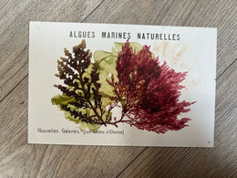 Les Sables D'olonne * Algues Marines Naturelles , Nouvelles Galeries - Sables D'Olonne