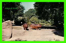 HIPPOPOTAMUS - HIPPOPOTAME ARE AT ZOOLIGICAL PARK, DETROIT MICHIGAN -  SHELTON COLOR PROCESS - - Hippopotamuses