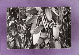 ILE DE LA RÉUNION  ILE BOURBON Feuilles Et Gousses  De Vanille Bourbon - Saint Denis