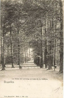 BRUXELLES - La Drève De Lorraine Au Bois De La Cambre - Nels, Série 1, N° 170 - Oblitération De 1902 - Bossen, Parken, Tuinen