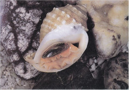 ROMA PRATI - FORO ITALICO - MOSTRA MALACOLOGICA - CONCHIGLIE / CONCHIGLIA / SHELL - 1987 - Exposiciones