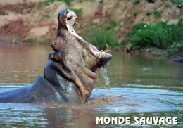 Monde Sauvage Safari Parc, BE - Hippopotamus - Aywaille