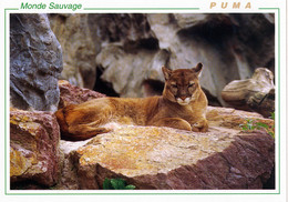 Monde Sauvage Safari Parc, BE - Cougar - Aywaille
