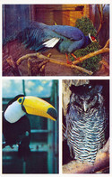 Ouwehands Dierenpark, NL - Eared Pheasant, Toucan, Owl - Rhenen