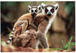 Noorder Dierenpark (ZOO Emmen), NL - Ring-tailed Lemur - Emmen