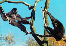 Noorder Dierenpark (ZOO Emmen), NL - Gibbon - Emmen