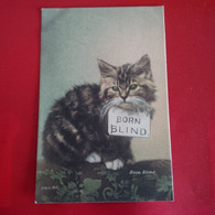 CHAT BORN BLIND - Katzen