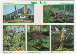 Hortus Haren: Tropische Kas, Vleesetende Planten, Cactus Kas, Nymphaea Capensis, Betula Ernanii  - (Holland/Nederland) - Haren