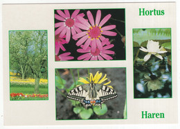 Hortus Haren: Senecio Cruentis, Bloeiende Appelboom, Vlinder, Victoria Amazonica  - (Holland/Nederland) - Haren