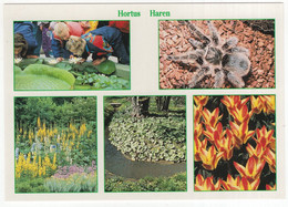 Hortus Haren: Victoria, Met Waterlelies, Vogelspin, Kleurentuin, Arboretum, Botanische Tulpen - (Holland/Nederland) - Haren