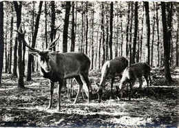 Saint Hubert, Parc A Gibier - Saint-Hubert