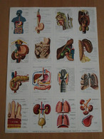 Planche éducative Volumétrix - N°42 - Anatomie - Digestion & Respiration - Schede Didattiche