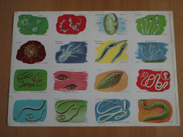 Planche éducative Volumétrix - N°102 - Protozoaires Et Vers - Learning Cards