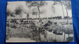 CPA SCENES ET COUTUMES MERIDIONALES TAUREAUX AUX ENVIRONS DU CAILAR S ABREUVANT SUR LES BORDS DU VISTRE - Taureaux