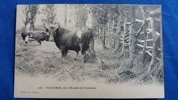 CPA TANCREDE DE LA MANADE DE L AUDIENCE ED CABAINS NIMES GARD  VACHE TAUREAU ? - Bull