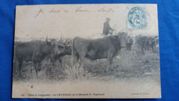 CPA CHEVAL  TAUREAUX  GARDIAN LANGUEDOC LE CAVEIRAC DE LA MANADE G PAPINAUD 114 ED CABANIS NIMES GARD 1904 - Taureaux