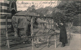 !  Alte Ansichtskarte Aus Münster, Zoo, Tierpark, Elefant, Elephant, 1914 - Elefantes