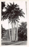 Trinidad - Palms - REAL PHOTO - Publ. Tourist Inquiry Bureau - Trinidad