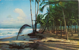 Carte Postale : VENEZUELA : Playa Caribe, En 1964 - Venezuela