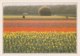 A20553 - ZUID HOLLAND TULPENCULTUUR IN DE BUURT VAN LISSE CHAMPS DE FLEURS TULIP FIELDS NETHERLANDS NEDERLAND HOLLANDE - Lisse