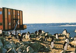 TAAF. MANCHOTS ADELIES A LA ROCKERIE . TERRE ADELIE    / 2 - TAAF : Terres Australes Antarctiques Françaises