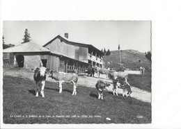 30544 - Le Chalet Et Le Sommet De La Dent De Vaulion Vaches (format 10X15) - Vaulion