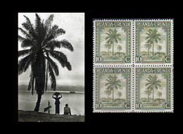 1942 ** RUANDA-URUNDI = RU 127 MNH OLIVE PALM TREES / PHOTO CARD (12.8 X 9.3 Mm) WITH BLOCK OF 4 MNH STAMPS - Ruanda-Urundi