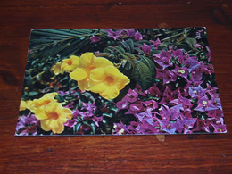 55363-            MADEIRA / BLOEMEN / FLOWERS / BLUMEN / FLEURS / FIORI / FLORES - Flowers