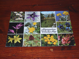 55364-            ALPENGARTEN, VILLACHER ALPE / BLOEMEN / FLOWERS / BLUMEN / FLEURS / FIORI / FLORES - Flowers